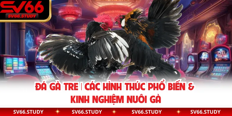 Đá Gà Tre | Các Hình Thức Phổ Biến & Kinh Nghiệm Nuôi Gà